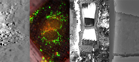 A-cryo-workflow-combining-light,-electron-and-soft-x-ray-microscopy-provides-targeting-of-unlabeled-features2