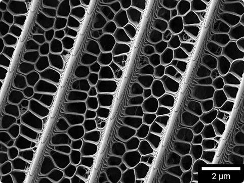 A moth wing captured at 1 keV accelerating voltage, showing intricate details of the wing structure.